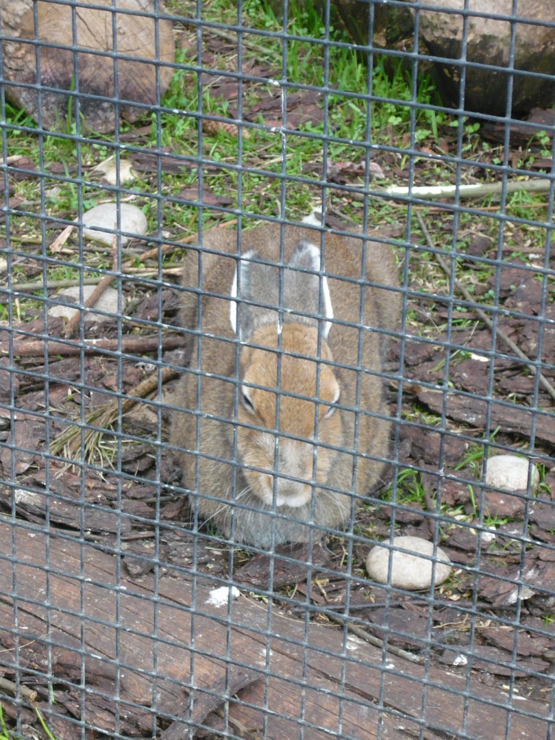 Mountain hare