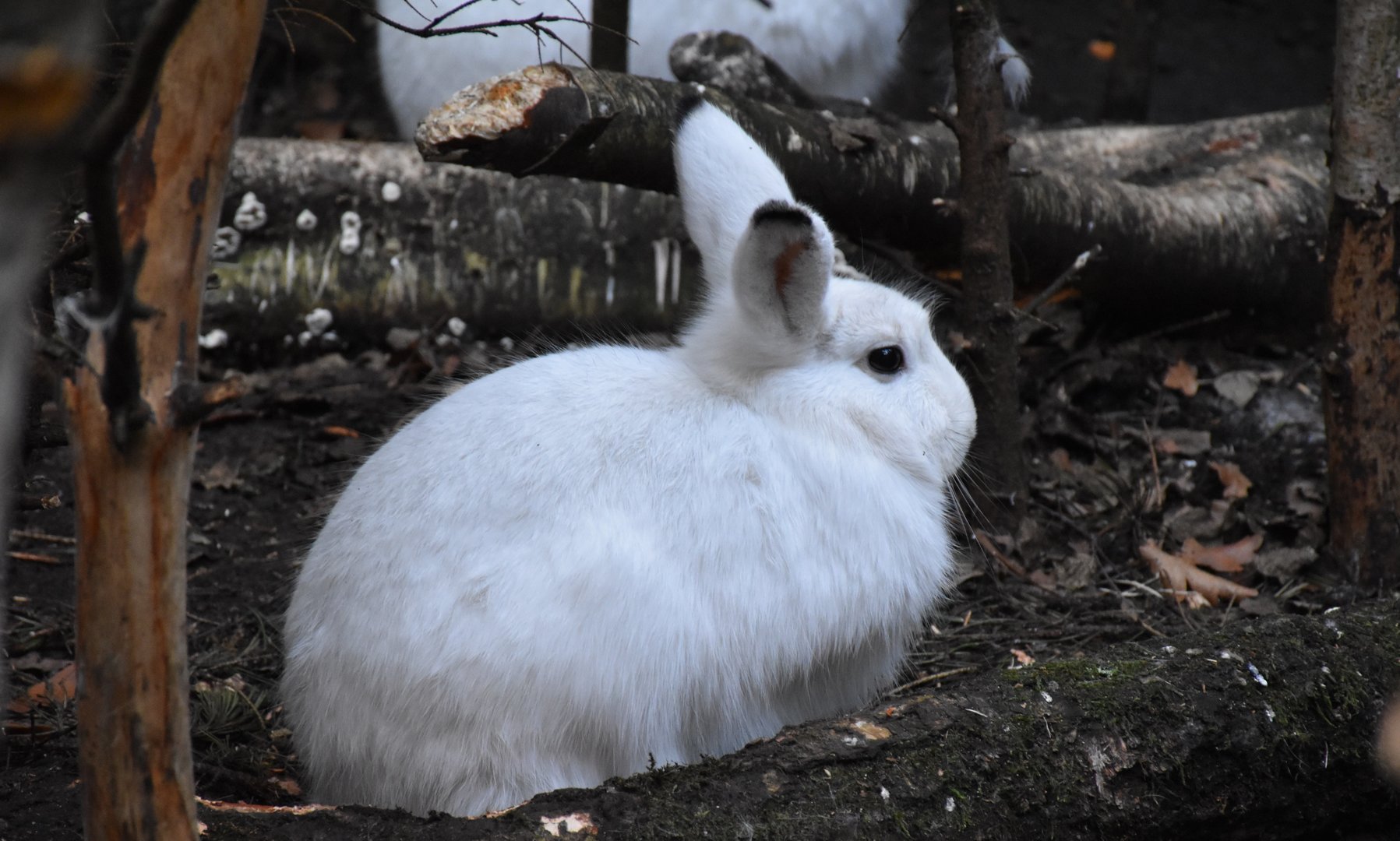 Mountain hare