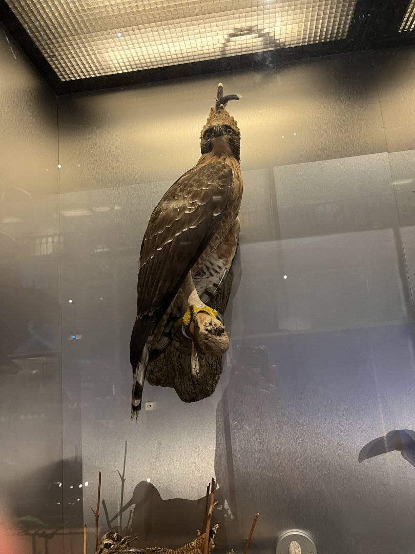 Mountain hawk eagle 26.8.23