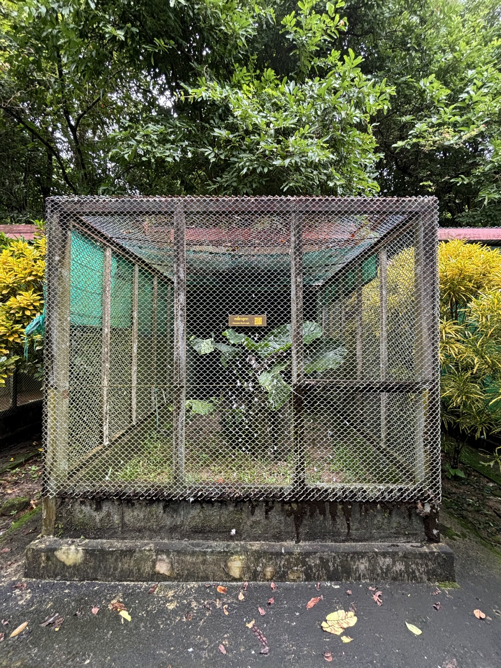 Mountain Hawk-Eagle Aviary