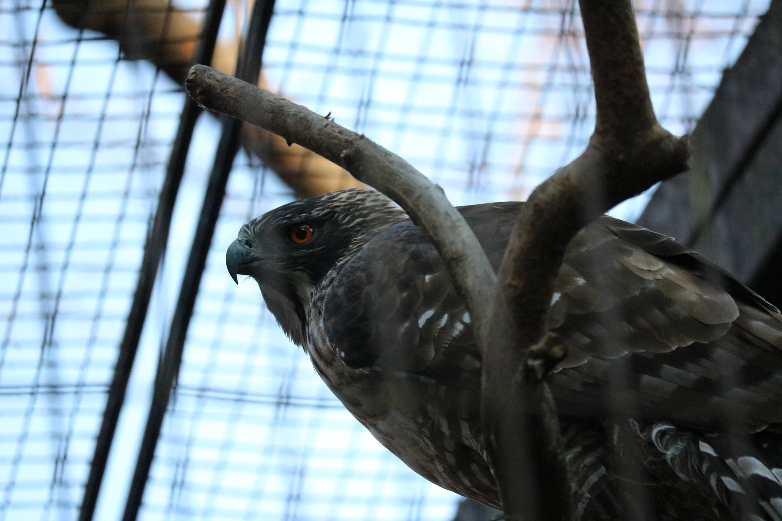 Mountain hawk-eagle, February 2016