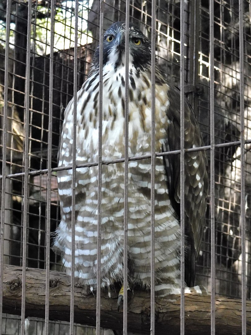Mountain Hawk-Eagle (Nisaetus nipalensis) October 18, 2025