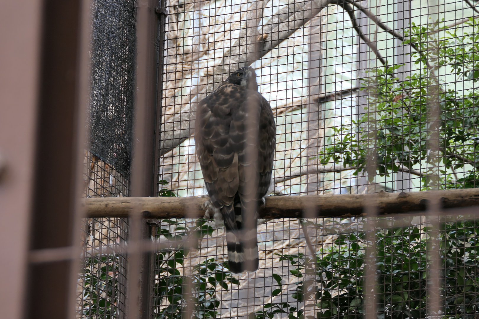 Mountain Hawk-Eagle (Nisaetus nipalensis orientalis)