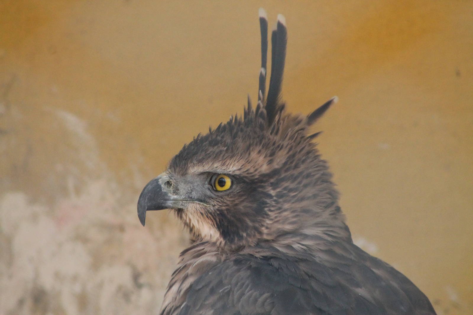 Mountain Hawk-Eagle (Nisaetus nipalensis)