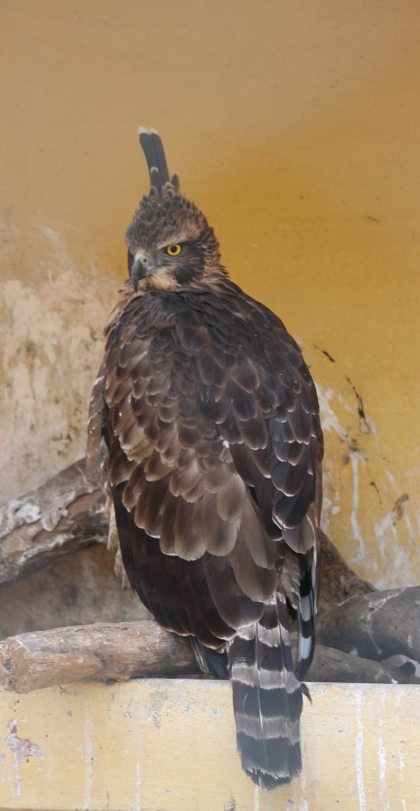 Mountain Hawk-Eagle (Nisaetus nipalensis)
