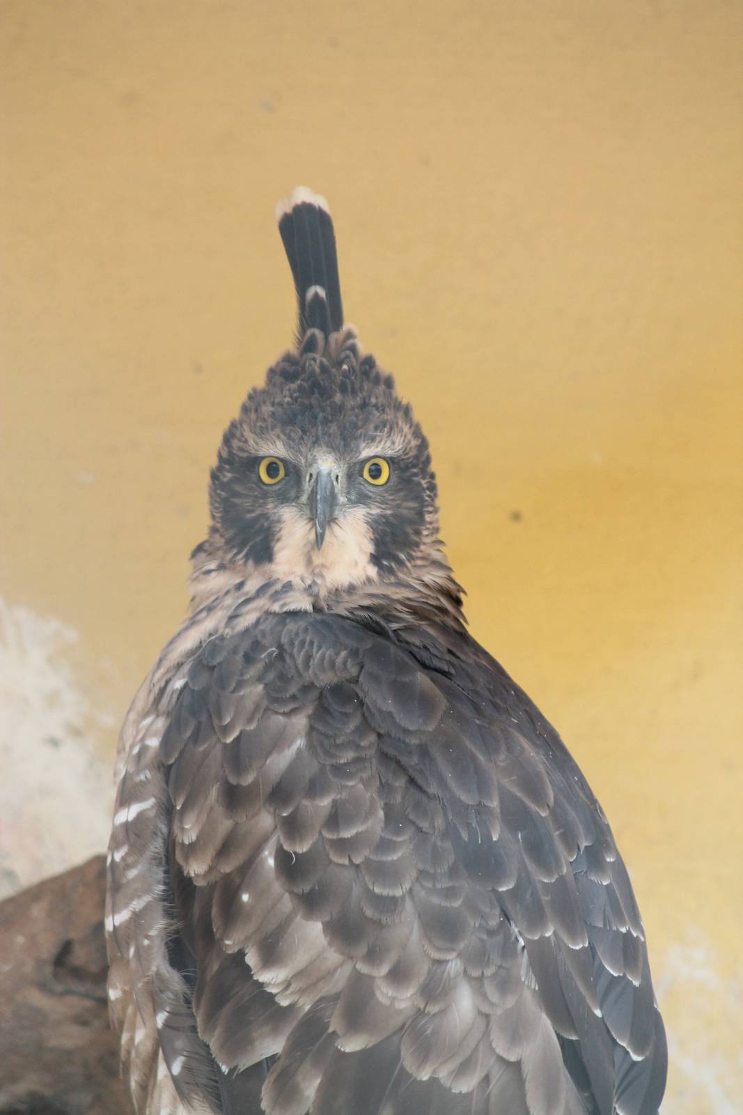 Mountain Hawk-Eagle (Nisaetus nipalensis)