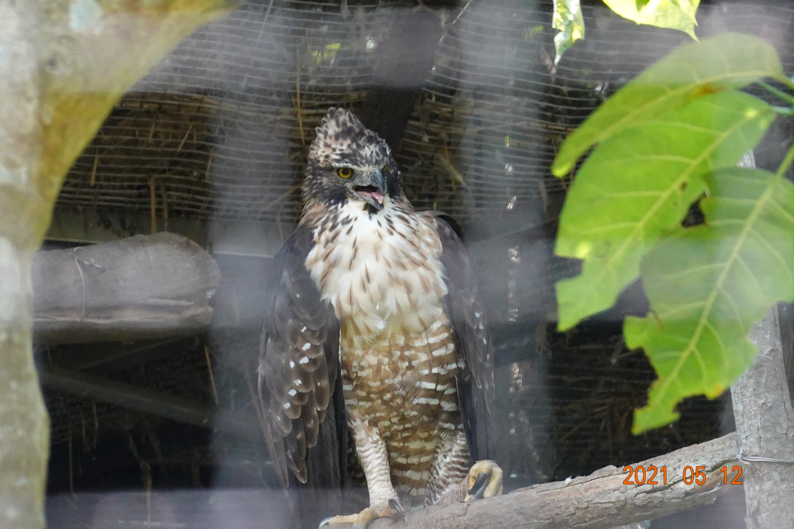 Mountain Hawk-eagle (Nisaetus nipalensis)