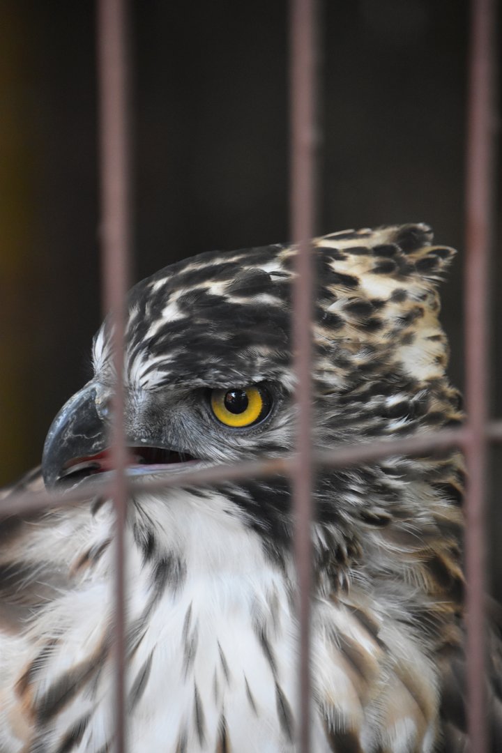 Mountain hawk eagle (Nisaetus nipalensis)