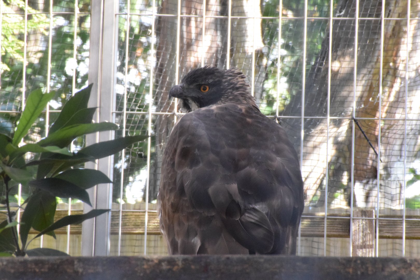 Mountain hawk eagle - Toyohashi Zoo