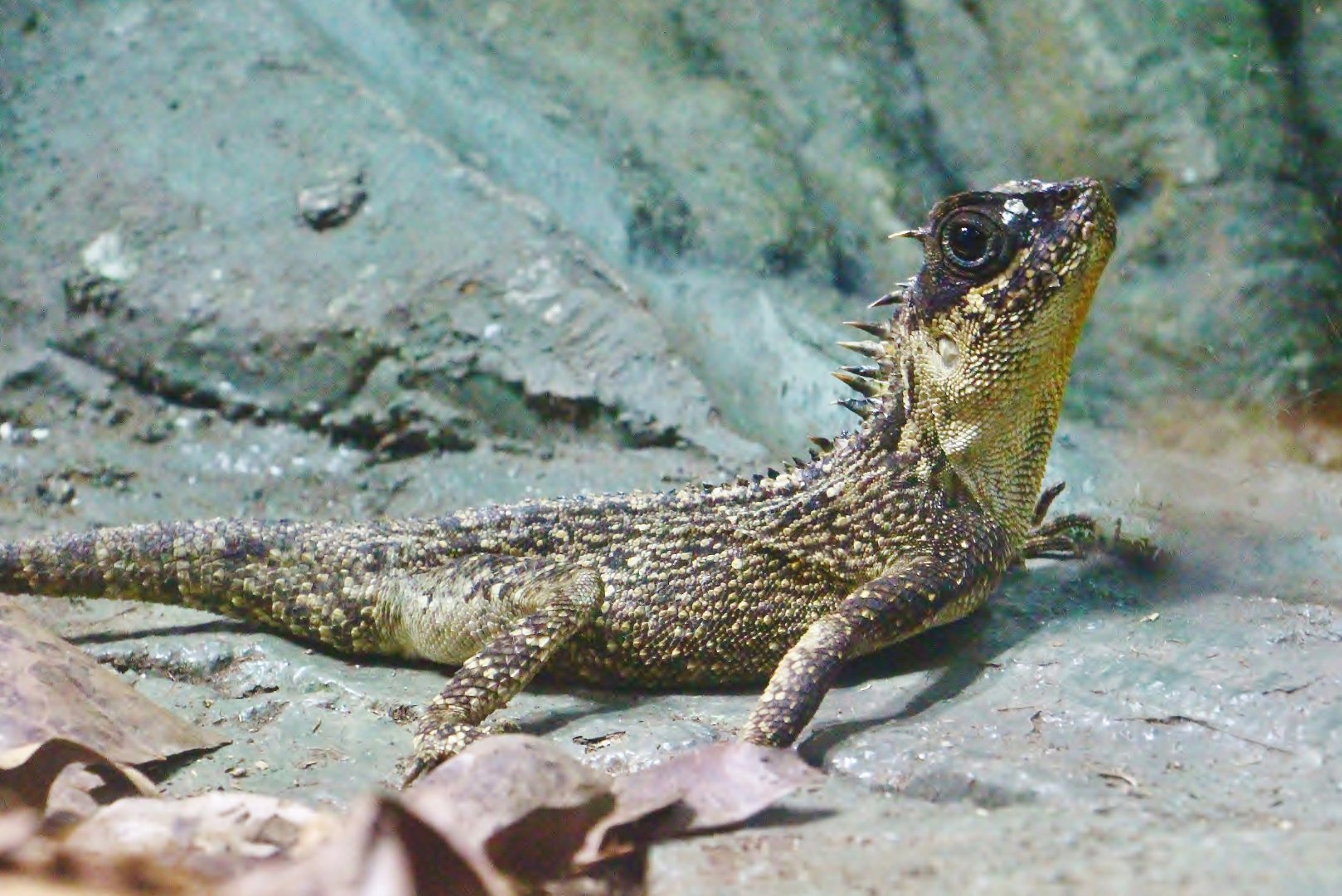 Mountain Horned Dragon (Acanthosaura capra)