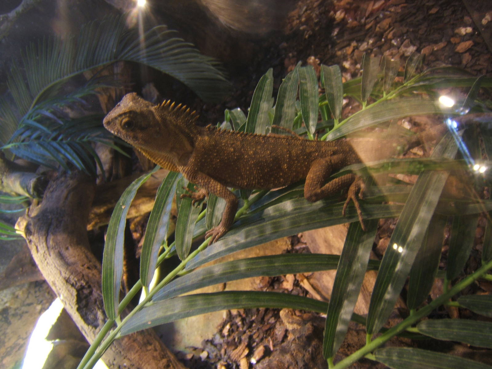 Mountain Horned Dragon (Acanthosaura crucigera)