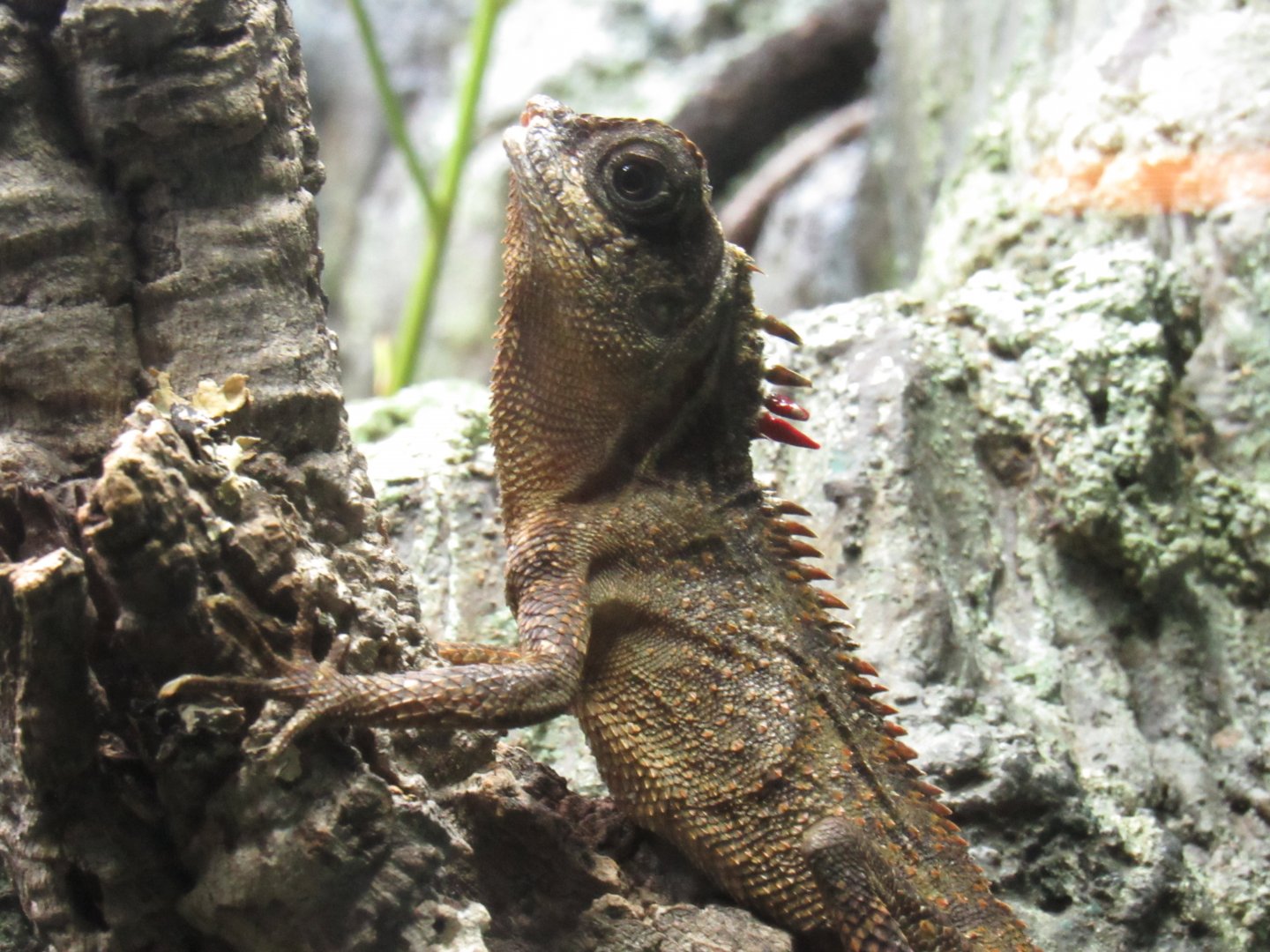 Mountain Horned Dragon at Shedd Aquarium