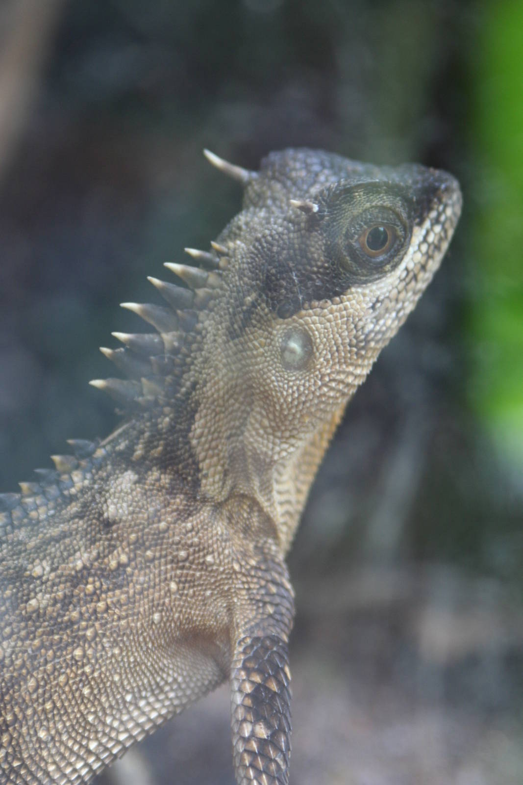 Mountain Horned Dragon @ Chester; 05.06.2010