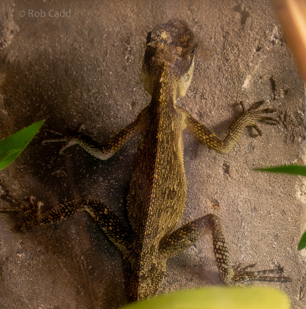 Mountain horned dragon (Green pricklenape) : Cotswold WP : 12 Jul 2019