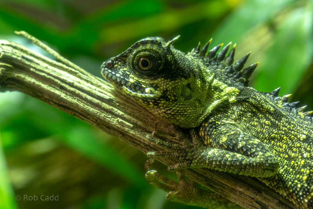 Mountain horned dragon (Green pricklenape) : Cotswold WP : 14 Jun 2019