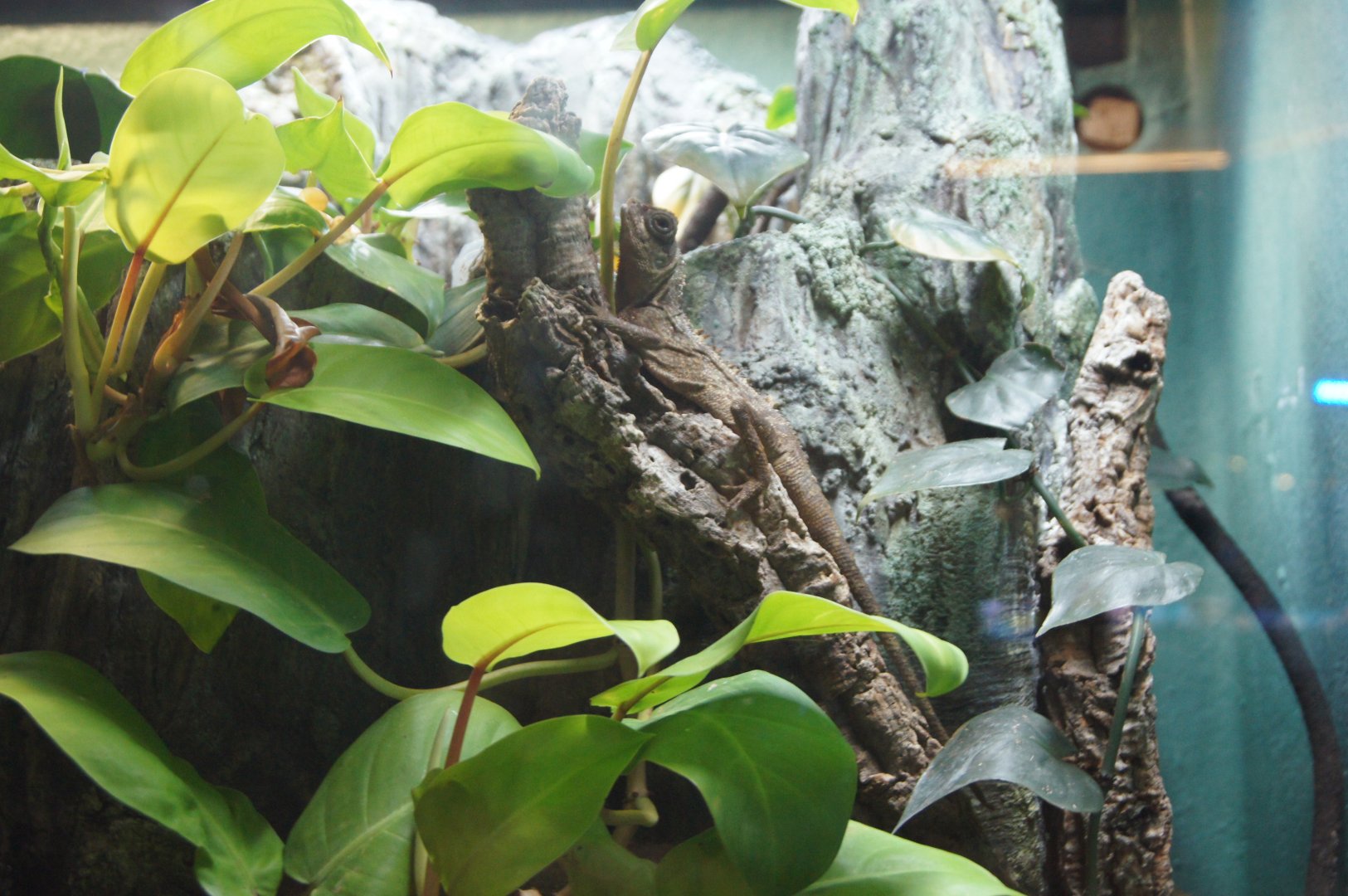 Mountain Horned Dragon (Nov 26, 2022)