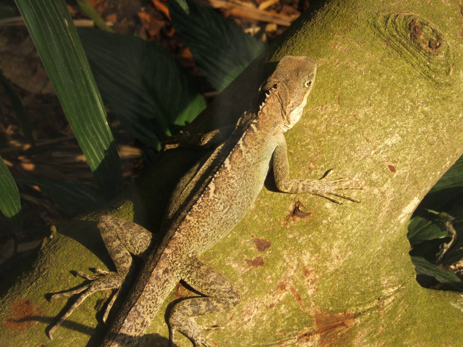 Mountain Horned Dragon