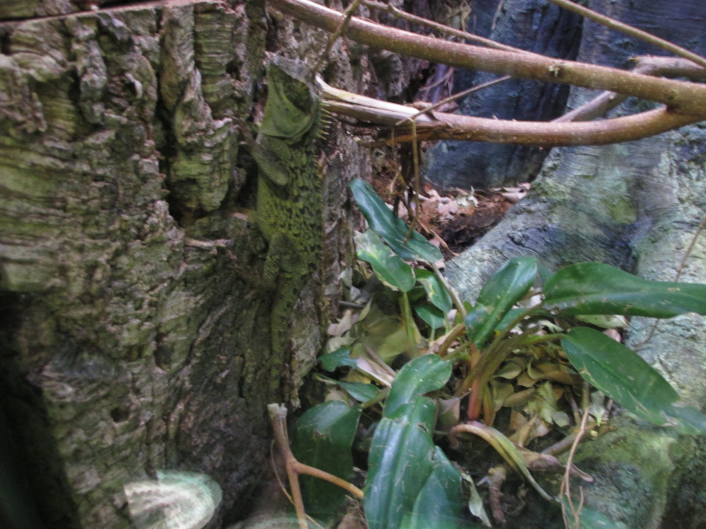 mountain horned dragon