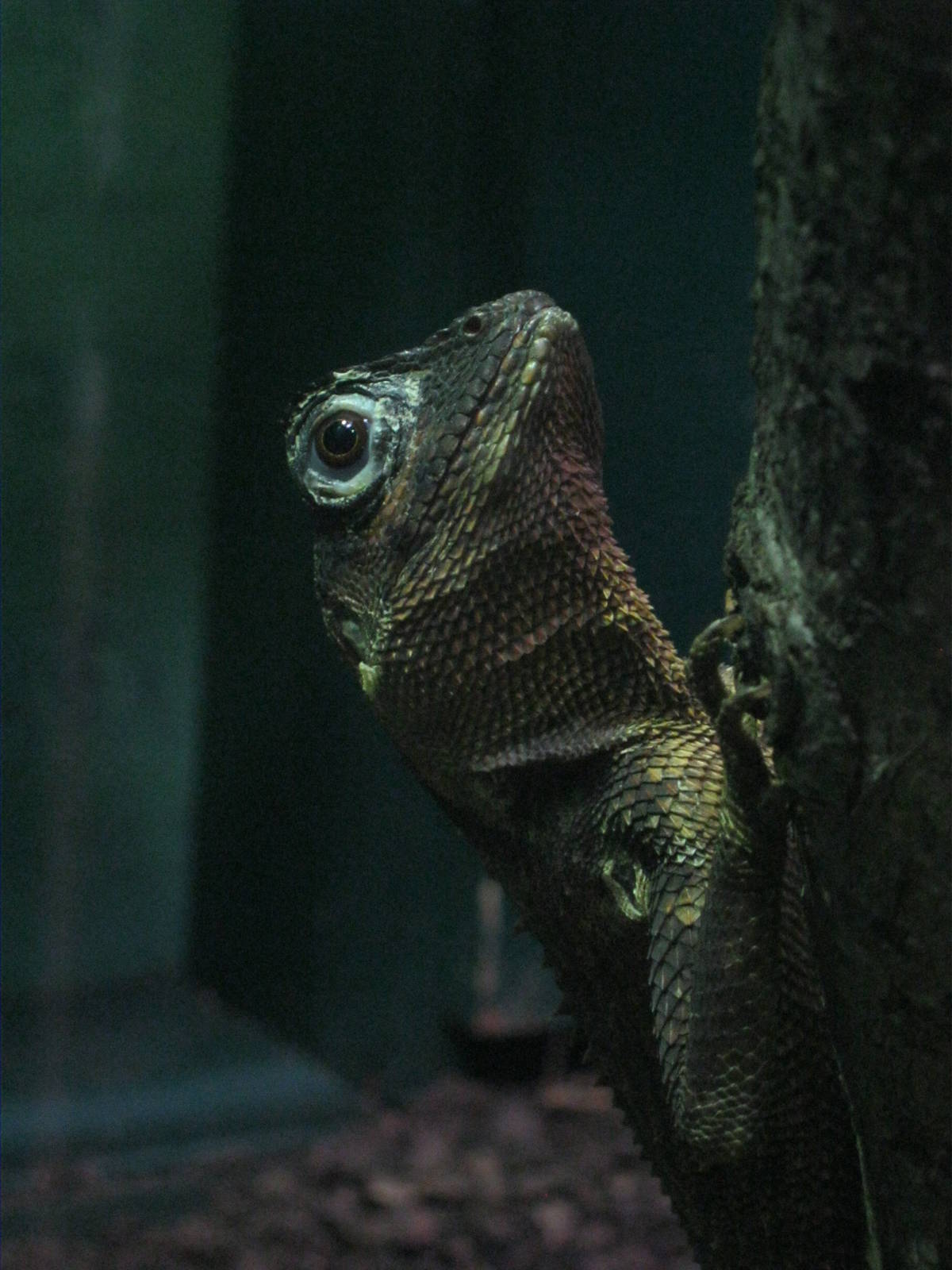 Mountain Horned Lizard