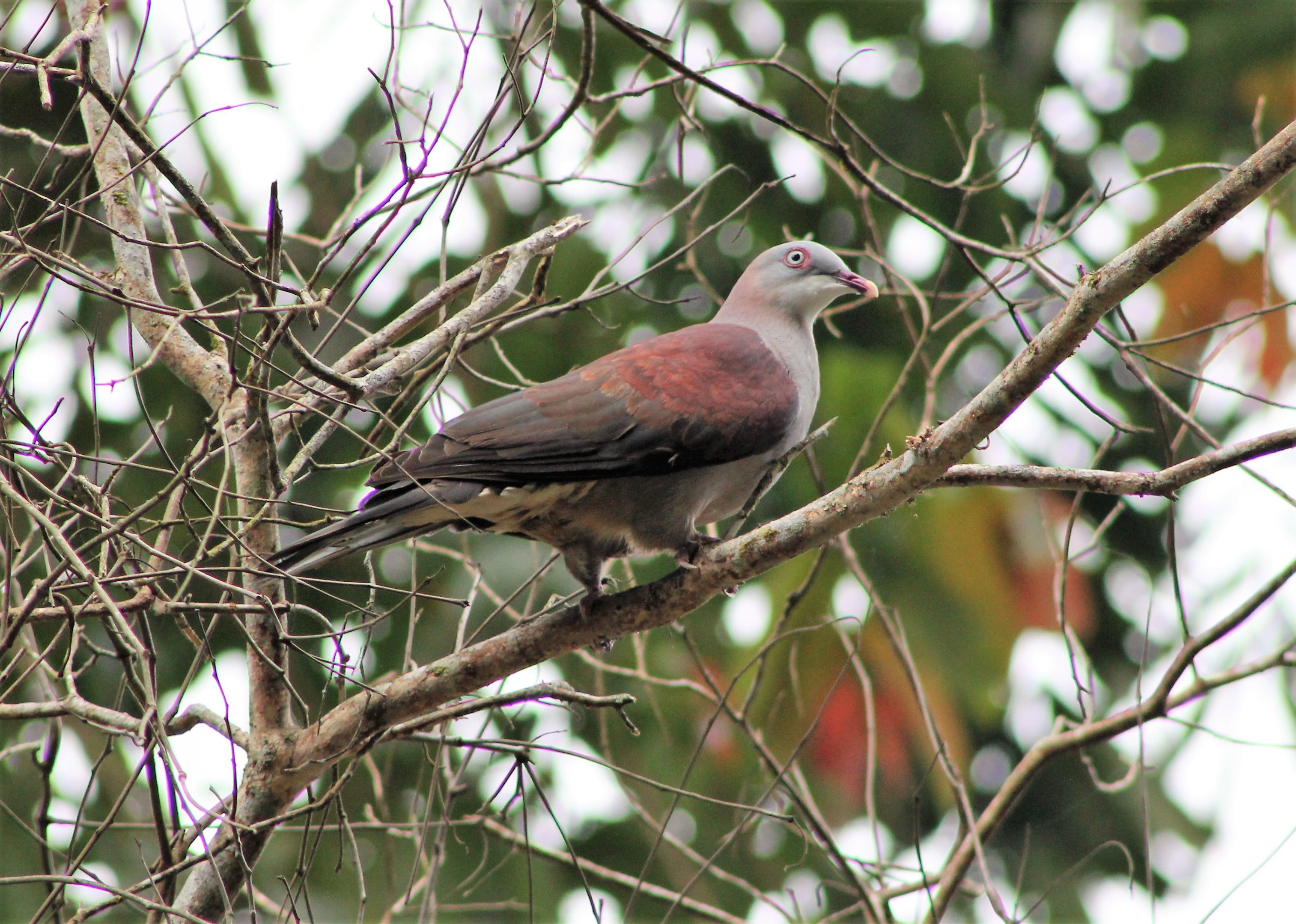 Mountain Imperial Pigeon (Ducula badia badia)