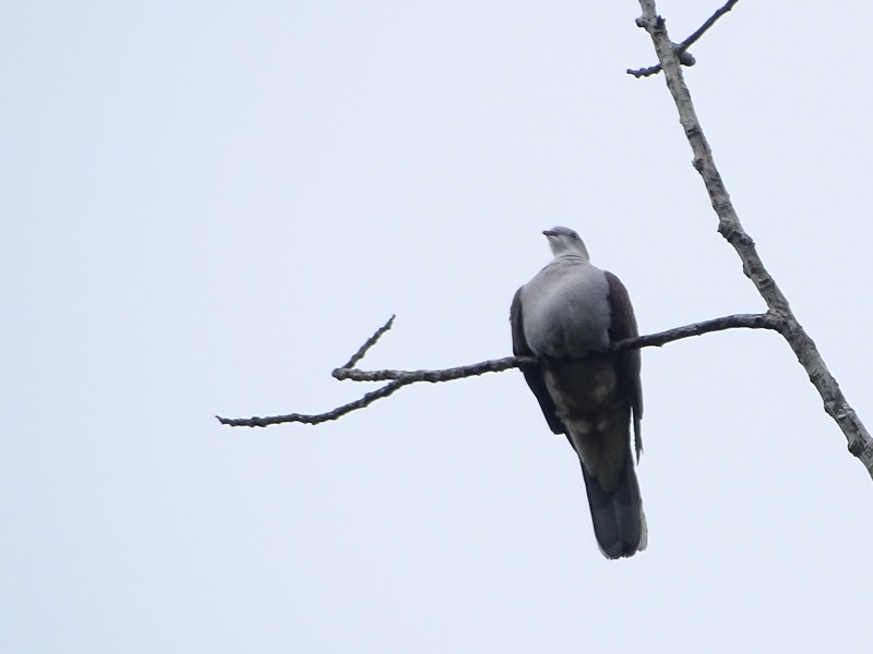 Mountain imperial-pigeon (Ducula badia badia)