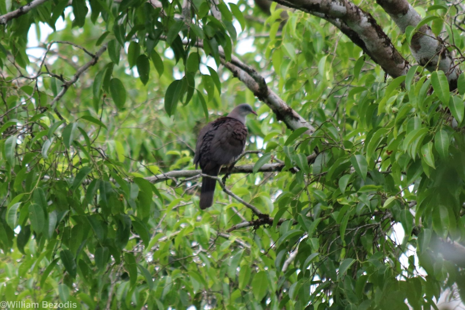 Mountain Imperial-pigeon - Kaeng Krachan National Park