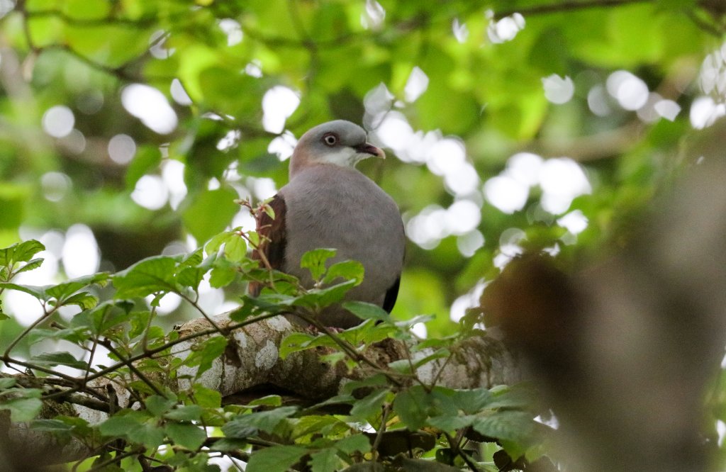 Mountain Imperial Pigeon