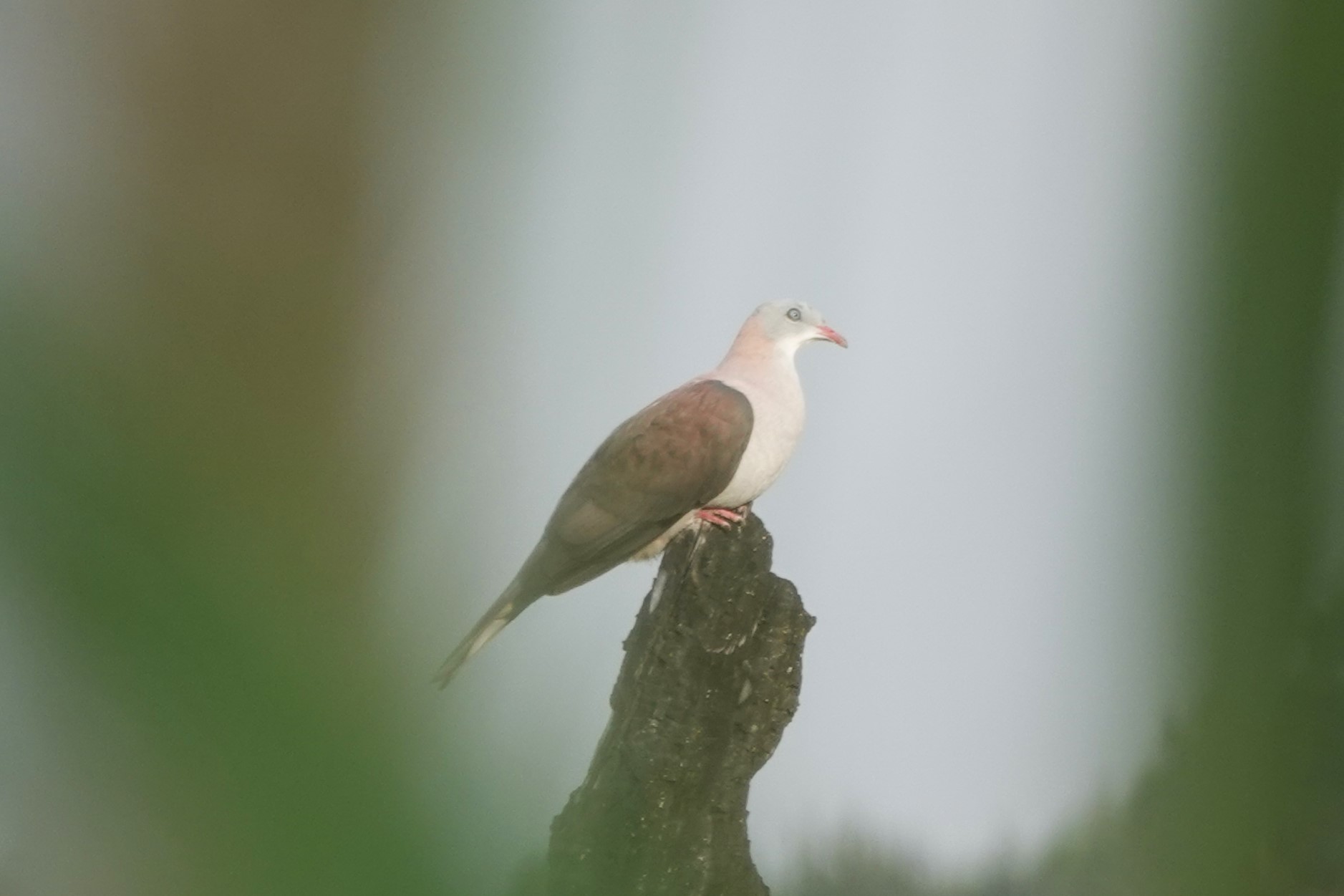 Mountain Imperial-Pigeon