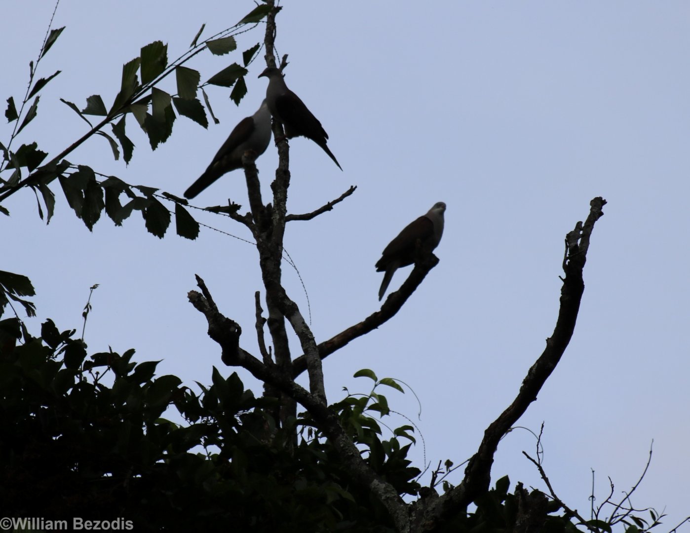Mountain Imperial-pigeons - Kaeng Krachan National Park