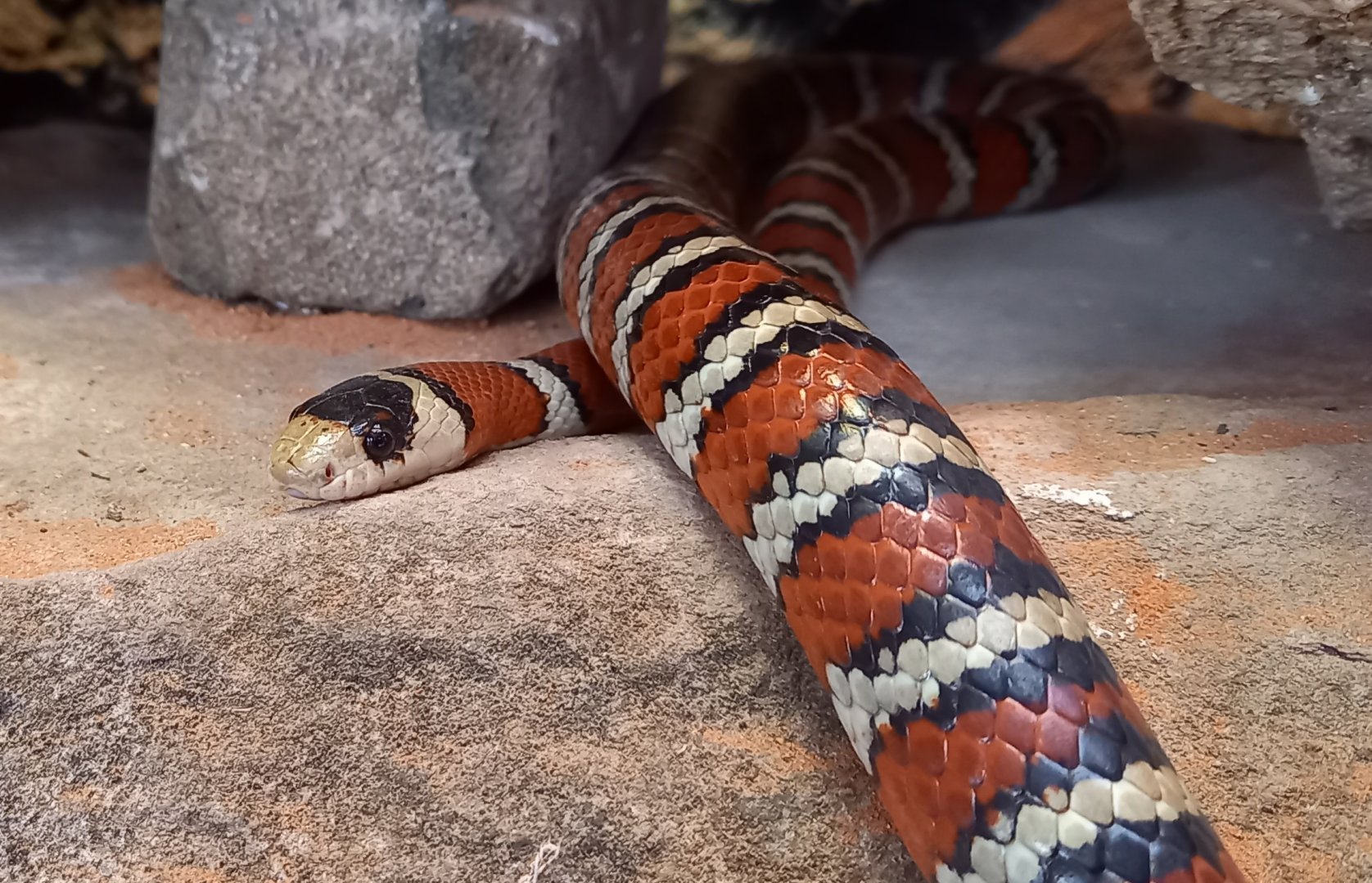 Mountain kingsnake - Lampropeltis pyromelana