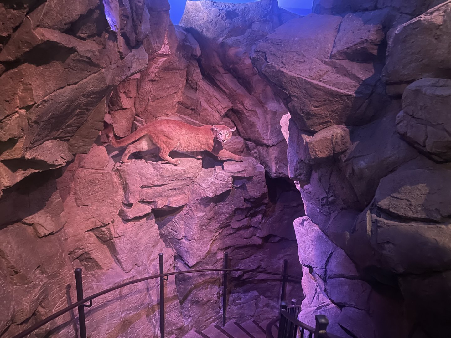 Mountain Lion Above the Stairs