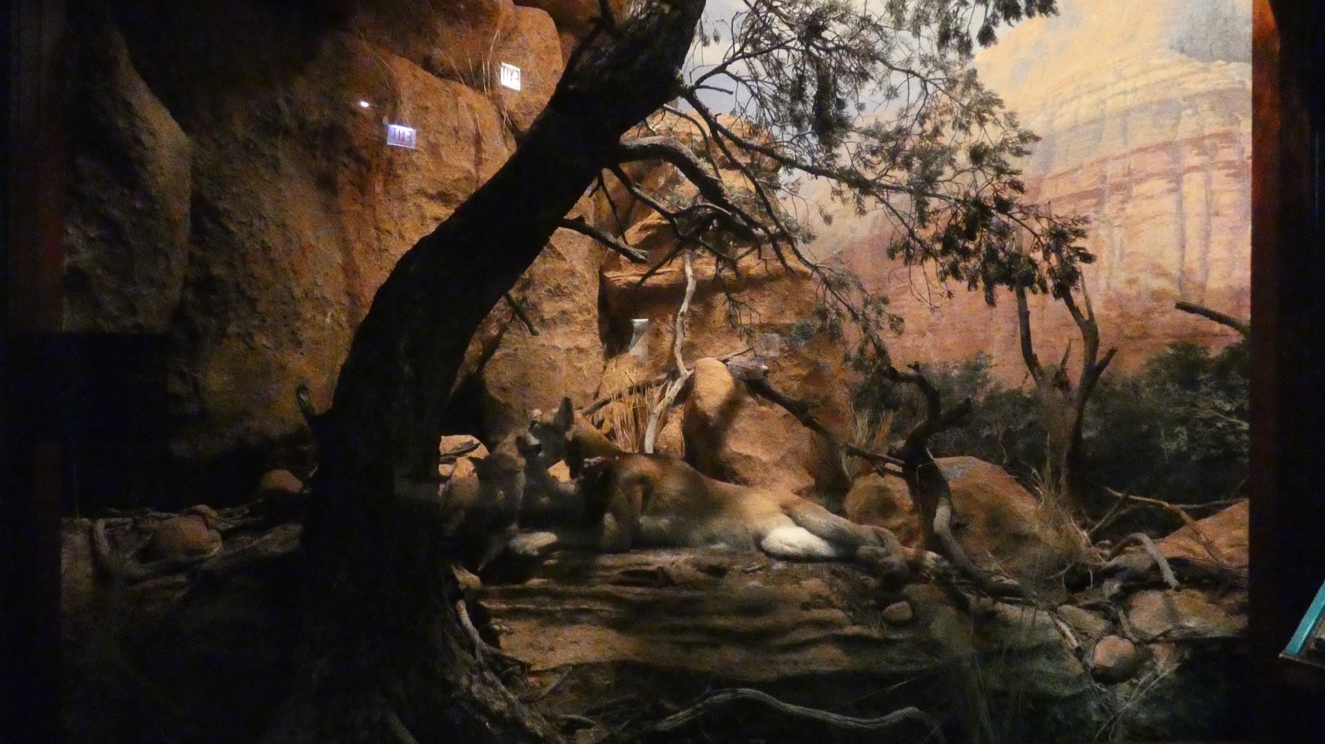 Mountain Lion and Cubs, American Wilderness Gallery - Feb. 2022
