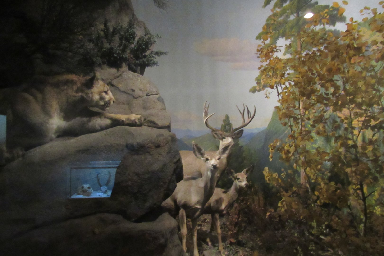 mountain lion and deer diorama