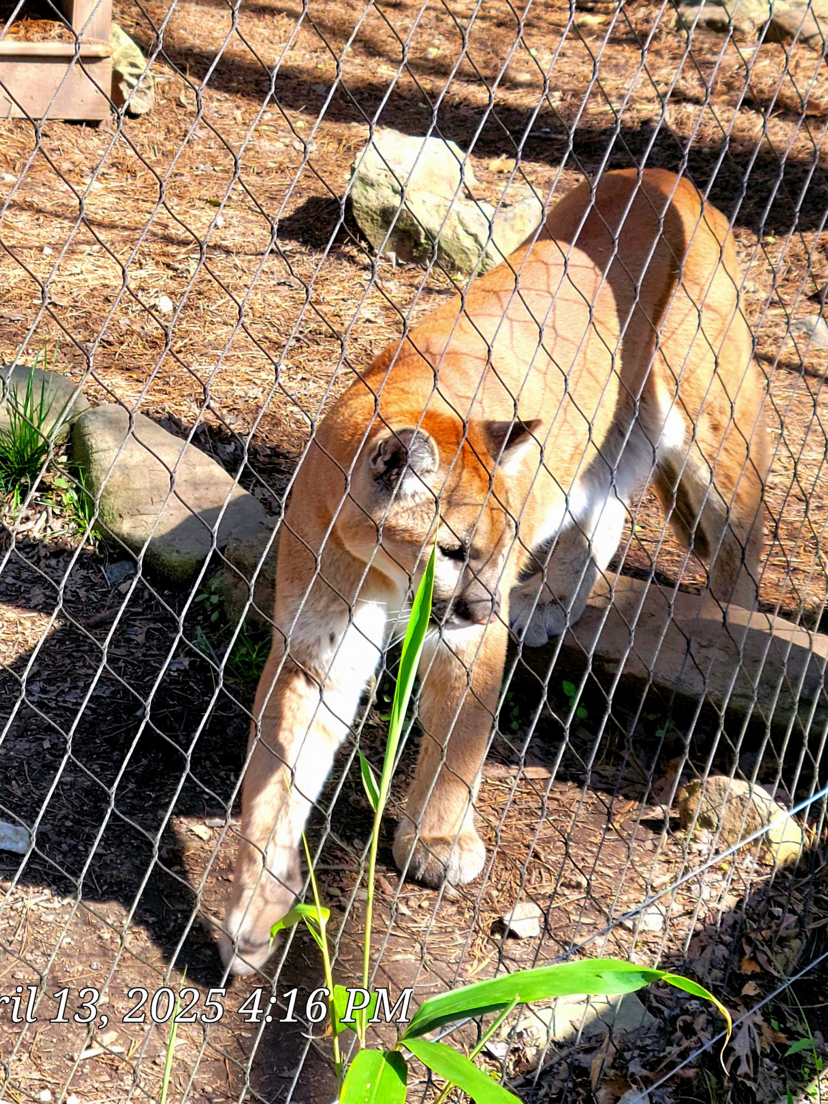 Mountain Lion-April 2025