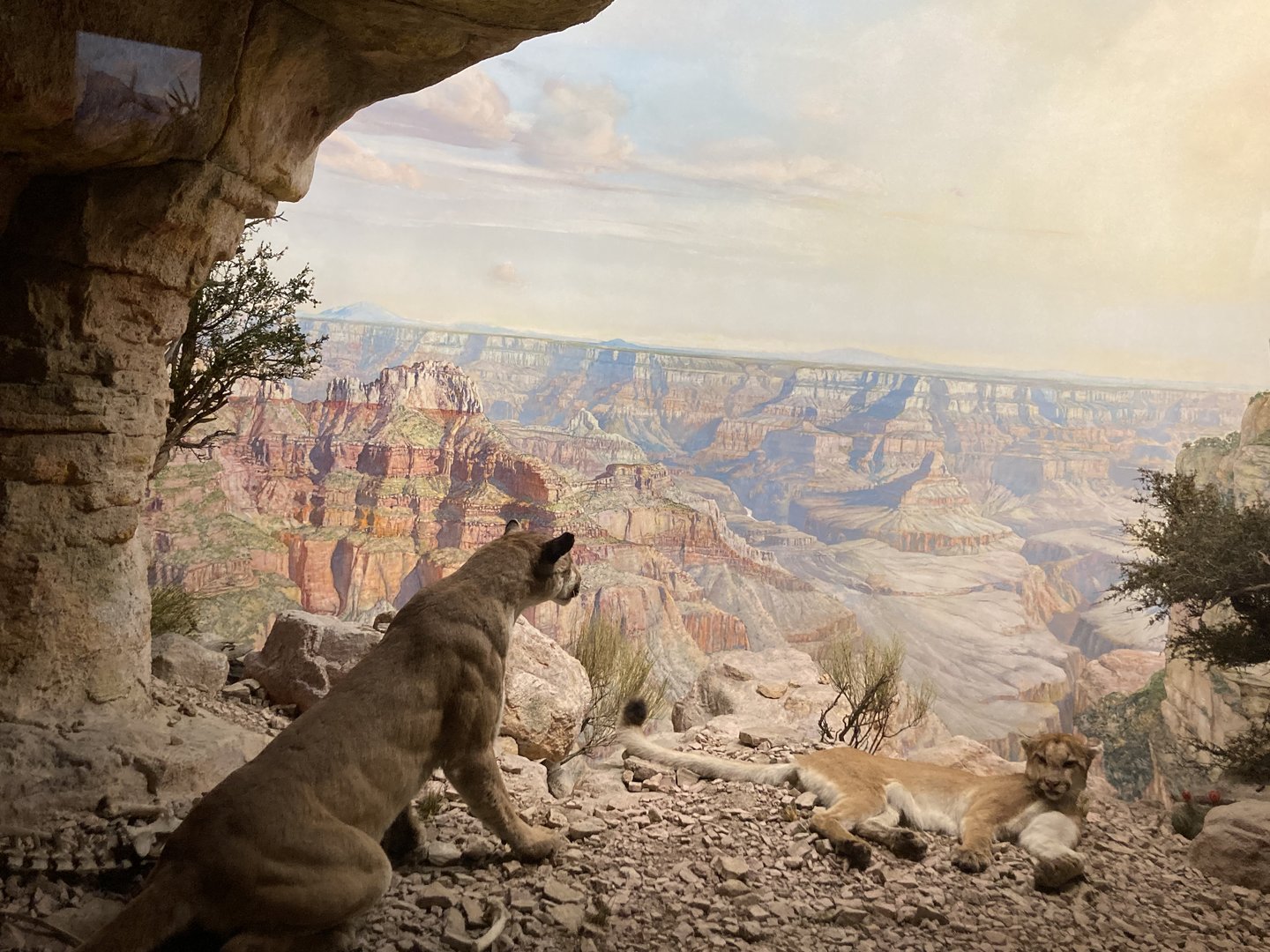Mountain Lion - Bernard Family Hall of North American Mammals