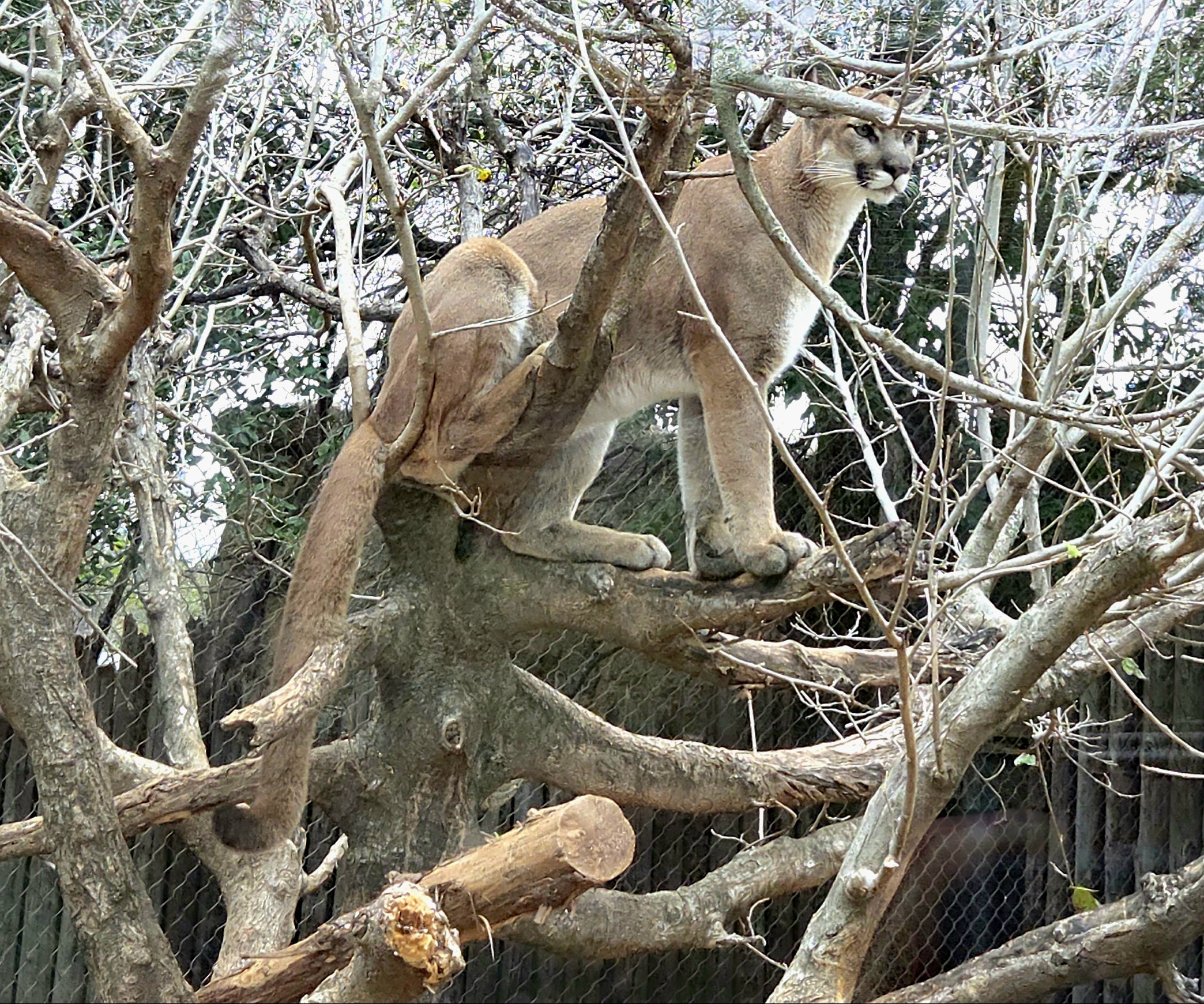 Mountain Lion - Cameron Park Zoo