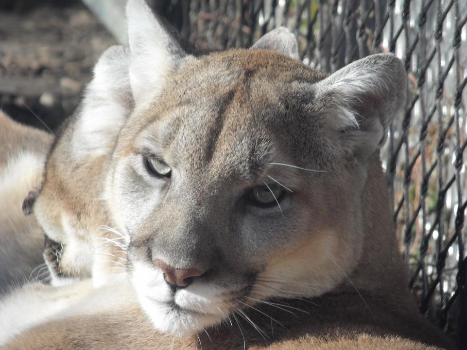 Mountain Lion Close Up