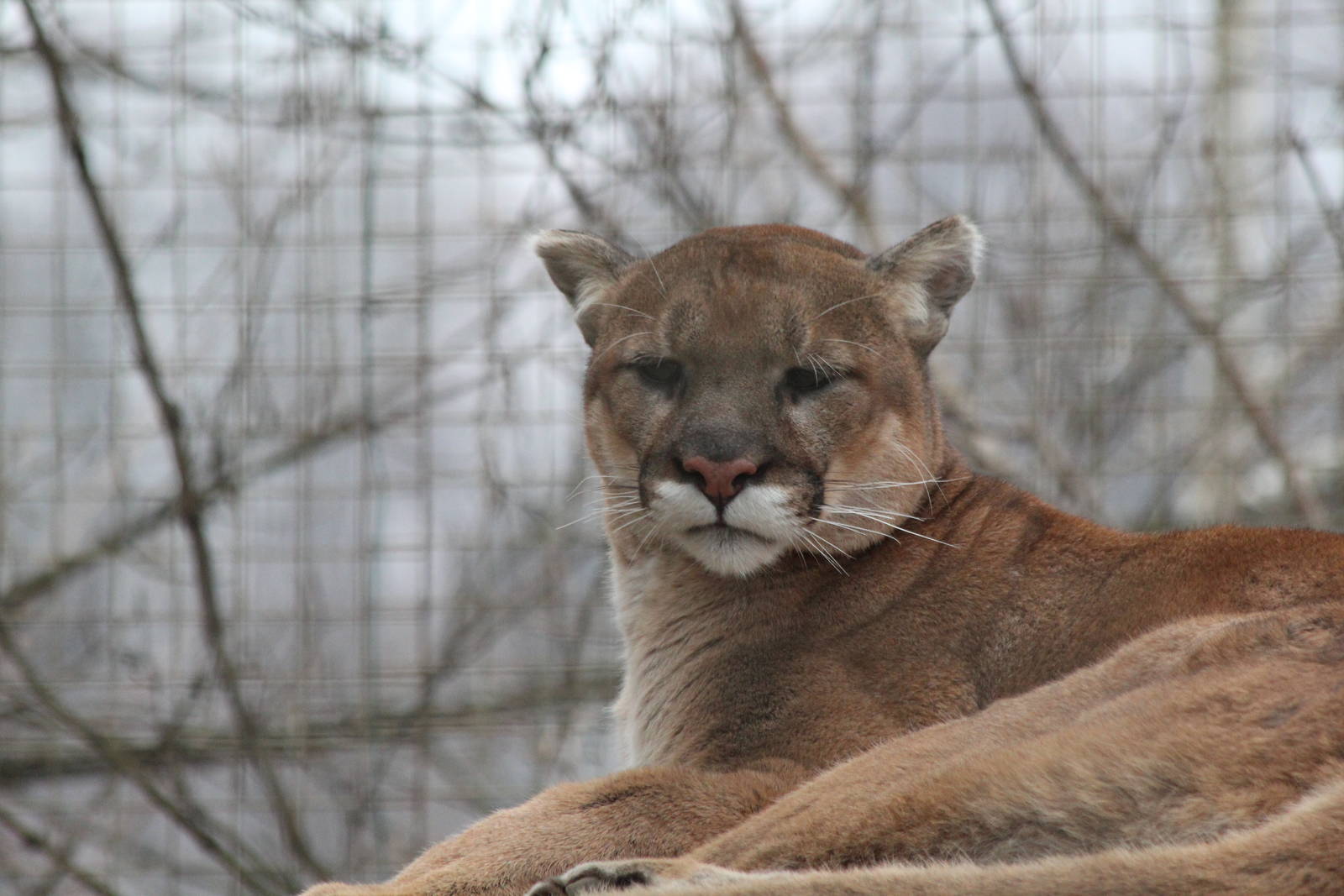 Mountain Lion/ Cougar/ Puma - Nov 2012