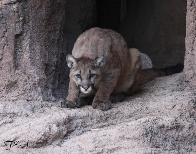 mountain lion cub