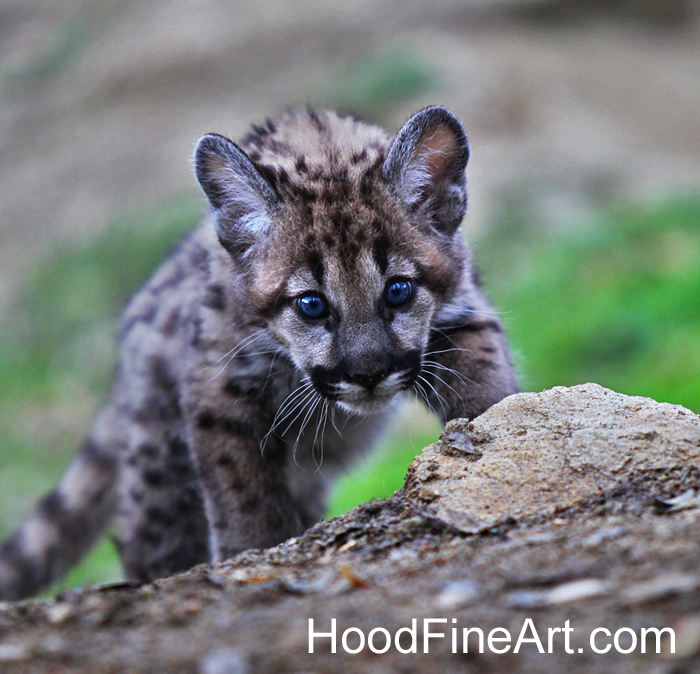 Mountain lion cub
