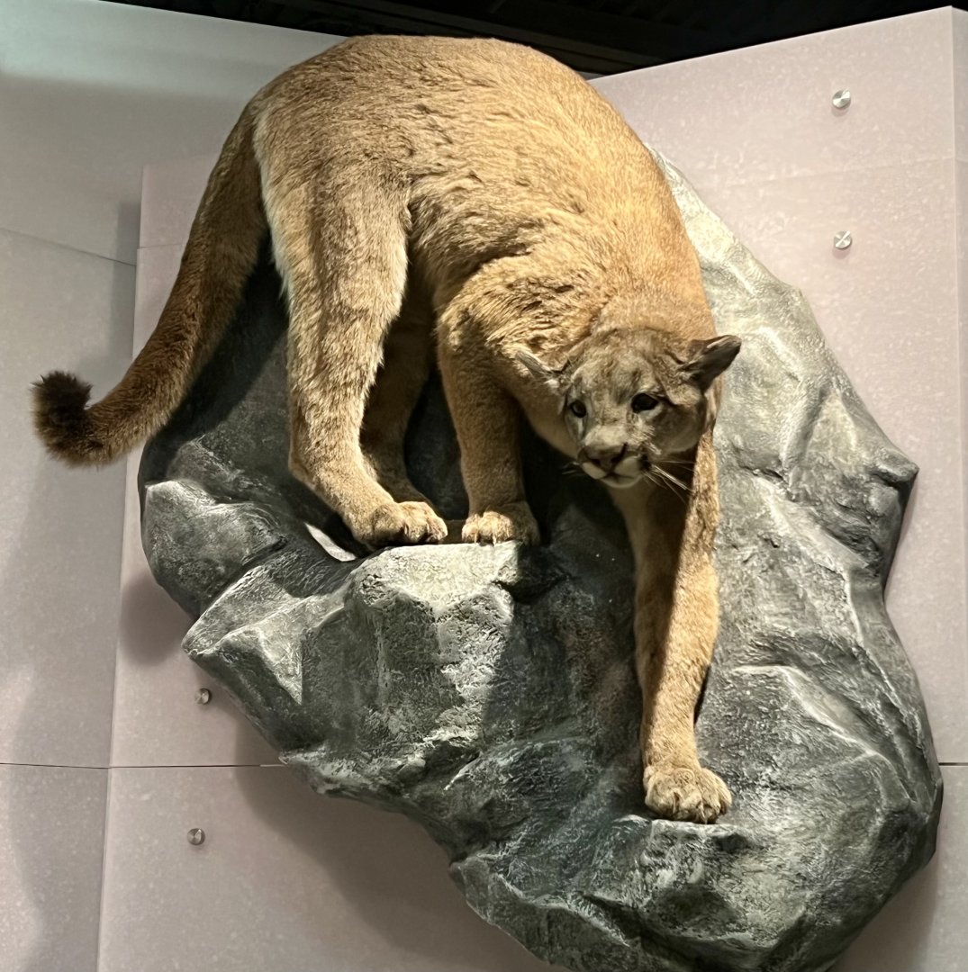 Mountain Lion display (very infrequent visitor to south-east Alaska)