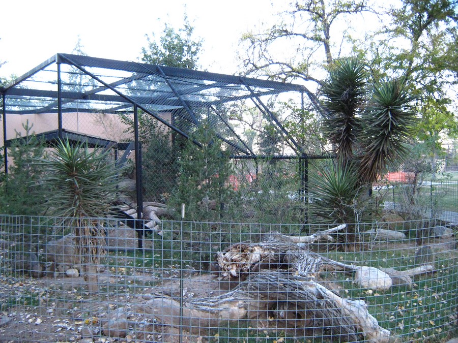 Mountain Lion Enclosure