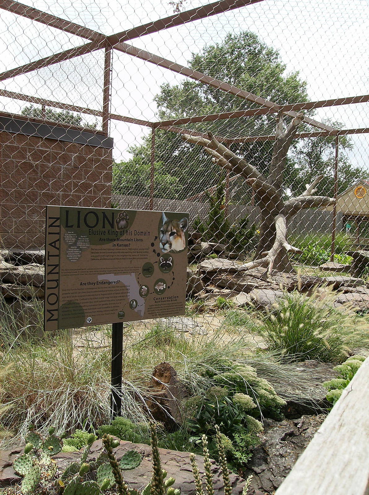 Mountain lion enclosure