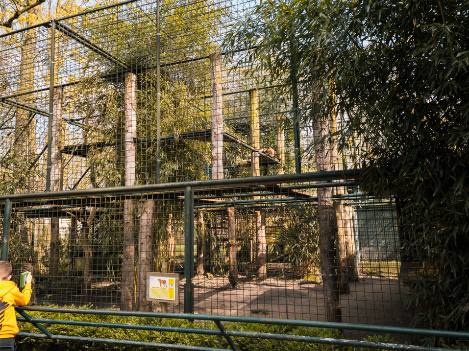 Mountain Lion enclosure