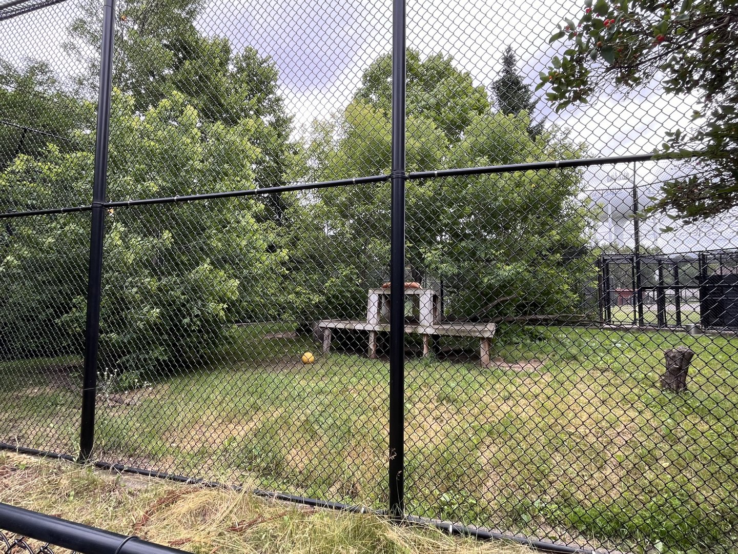 mountain lion enclosure