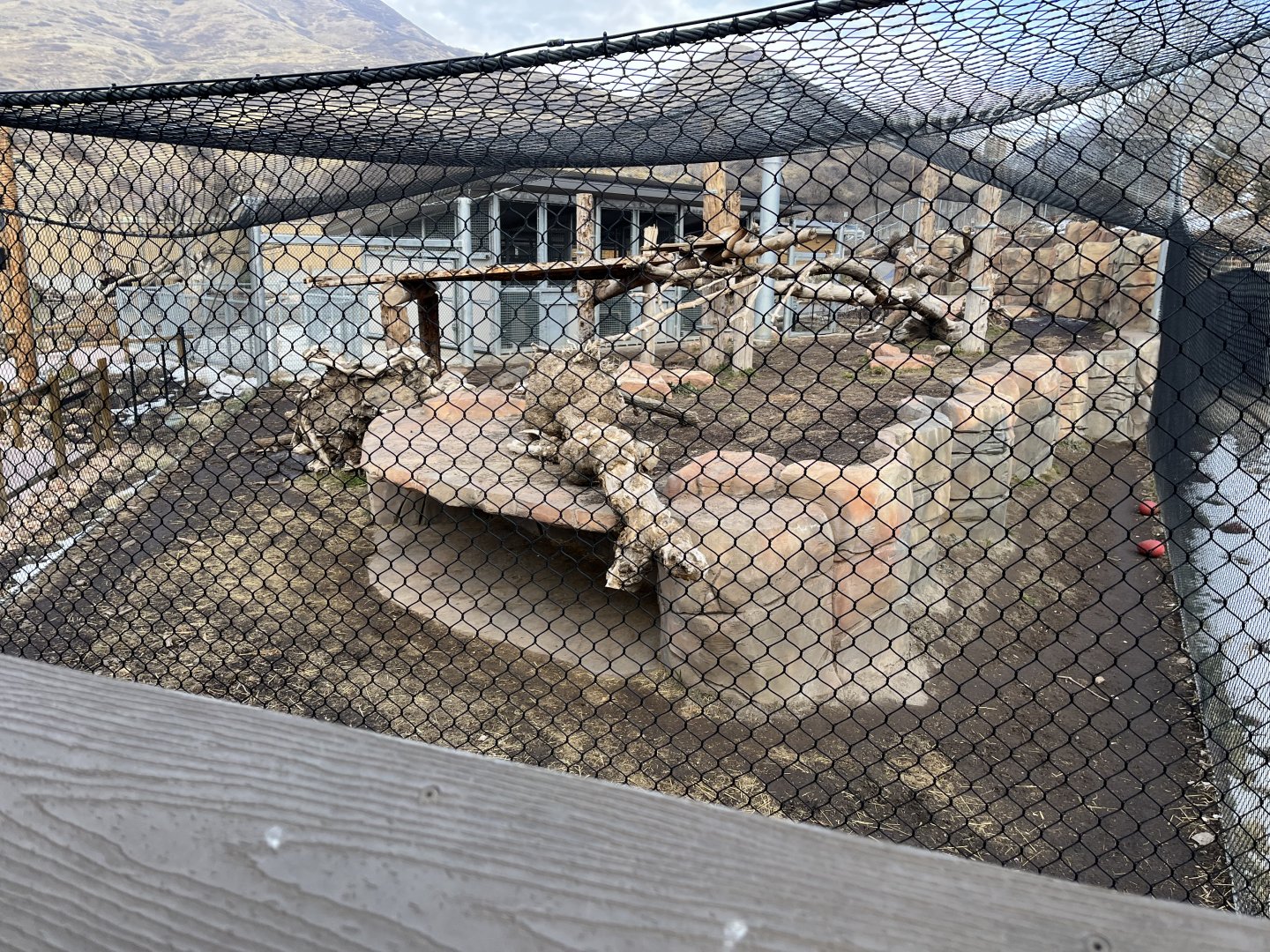 Mountain lion enclosure