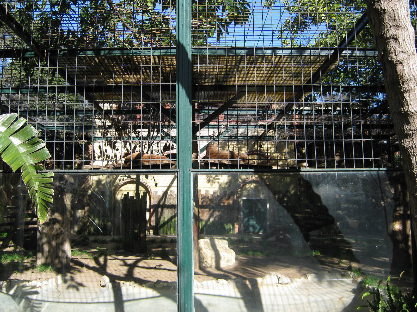 Mountain Lion enclosure