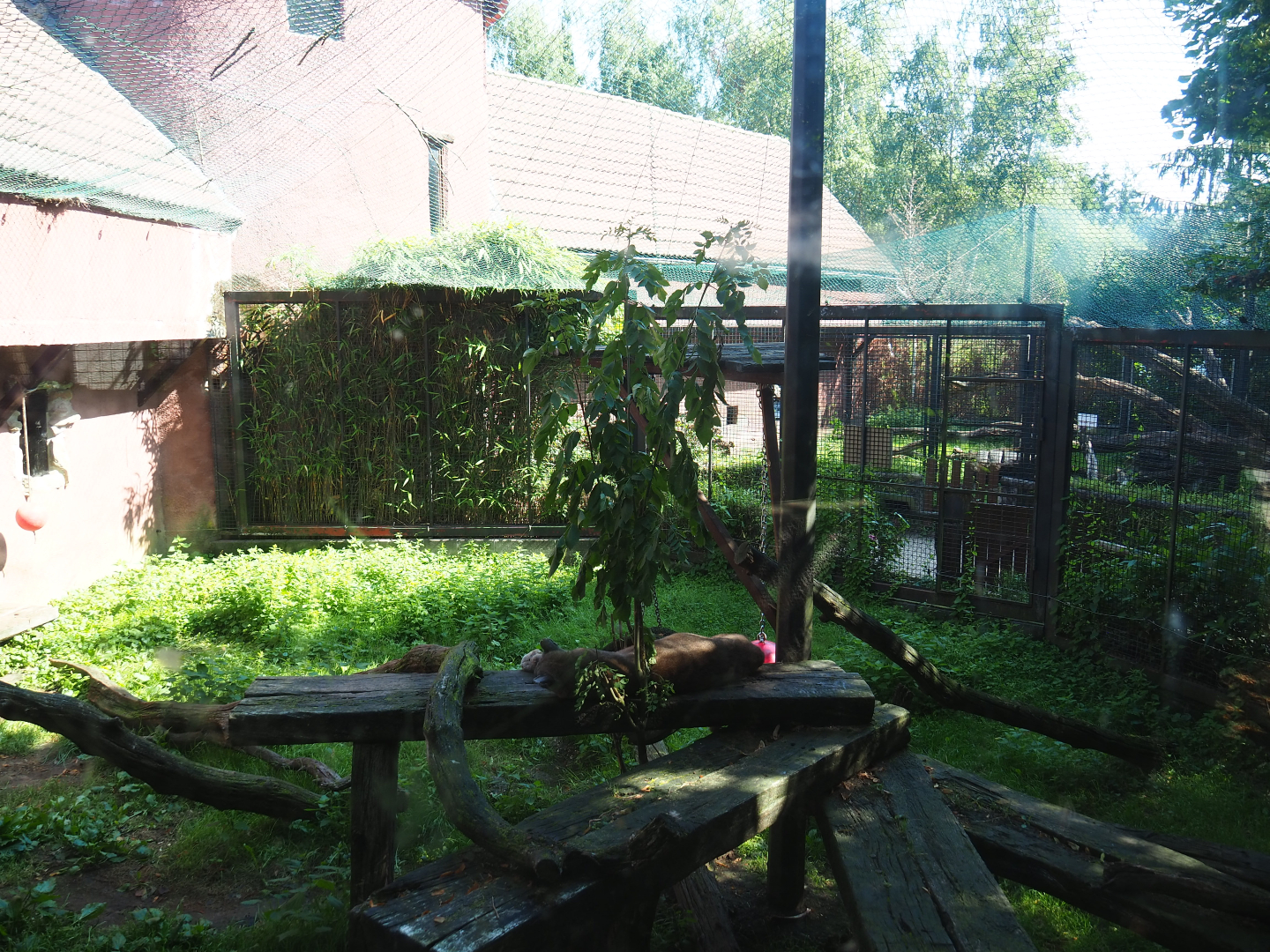 Mountain lion exhibit, 2019-08-04