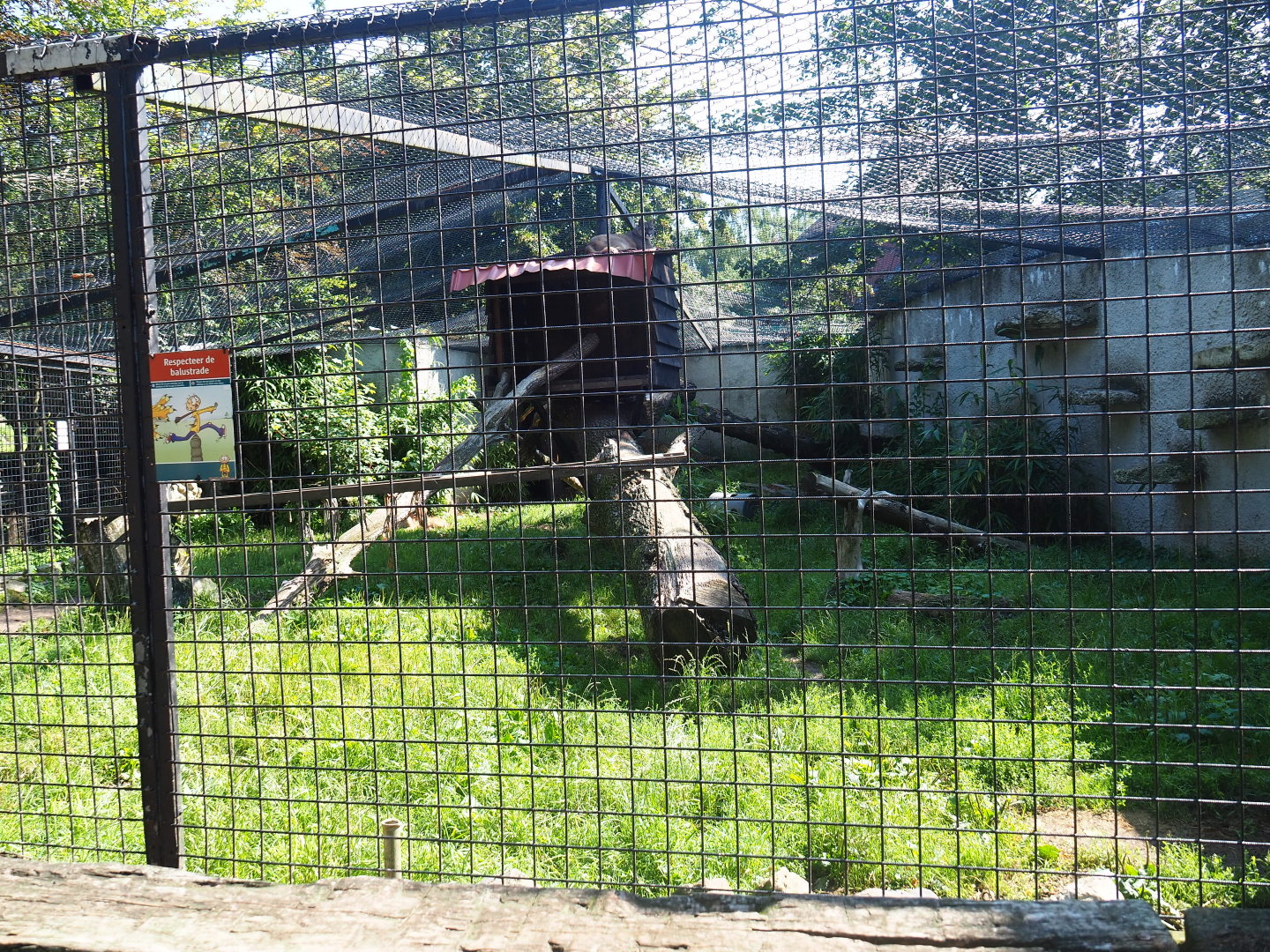 Mountain lion exhibit, 2019-08-04
