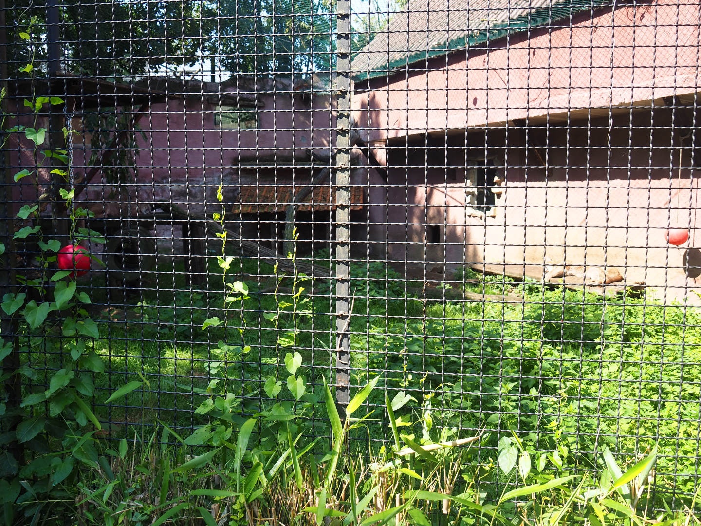 Mountain lion exhibit, 2019-08-04